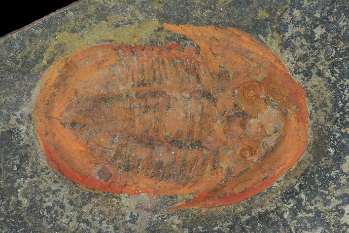 Orange, Ordovician Asaphellus Trilobite - Morocco #140533